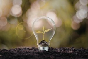 Young plant sprouts inside a clear light bulb resting on dark soil, symbolizing growth and innovation.