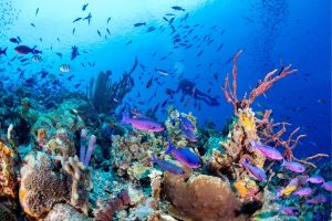 Vibrant coral reef with purple and pink fish swimming around colorful corals in clear blue water.