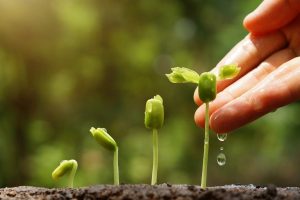 Close-up of young green seedlings sprouting from soil as a hand gently waters one with droplets on the stem and leaf tips.