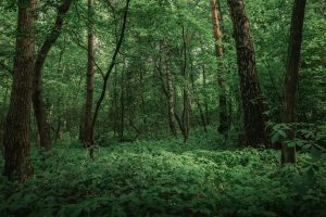 Dense green forest with tall trees and thick undergrowth