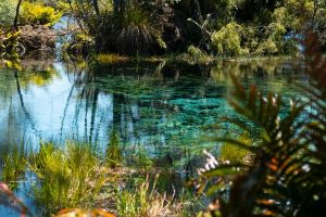 Clear turquoise pool surrounded by green vegetation in a sunny forest setting, with reflections on the water surface.
