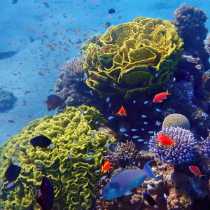 Underwater coral reef with large yellow plate corals and colorful tropical fish swimming around.