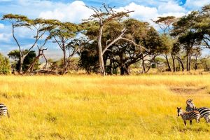 Zebras grazing in a sunlit savannah with tall golden grasses and scattered Acacia trees under a blue sky.