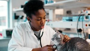 Female veterinarian in a white coat uses a stethoscope to examine a gray cat in a clinic.