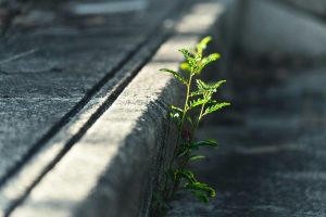 Small green plant growing from a crack in a concrete curb, bathed in sunlight.