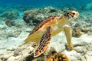 Hawksbill sea turtle gliding over a colorful coral reef underwater.