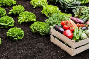 Wooden crate filled with fresh vegetables (tomatoes, peppers, carrots, cucumbers, eggplant) on dark soil beside green lettuce plants.