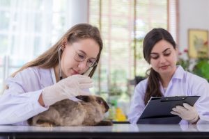 Two veterinarians examine a rabbit on a clinic table; one uses a stethoscope while the other takes notes.