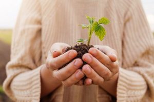 Two hands gently cupping soil with a small green seedling growing from it