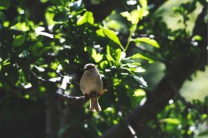 Small brown songbird perched on a branch among sunlit green leaves.