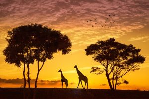Silhouetted giraffes and trees on a savannah at sunset, with a flock of birds in the orange sky