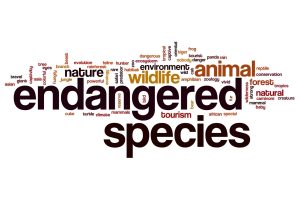 Word cloud with 'endangered species' in bold, surrounded by related terms like wildlife, nature, animal, environment, and conservation.