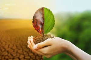 A seedling held in hands, half green and healthy and half burnt with smoke, symbolizing climate impact on growth in a rural landscape.