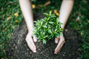 Hands planting a small green shrub into dark soil.