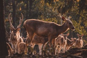 Herd of deer, including a large buck with antlers, standing in a sunlit forest clearing.